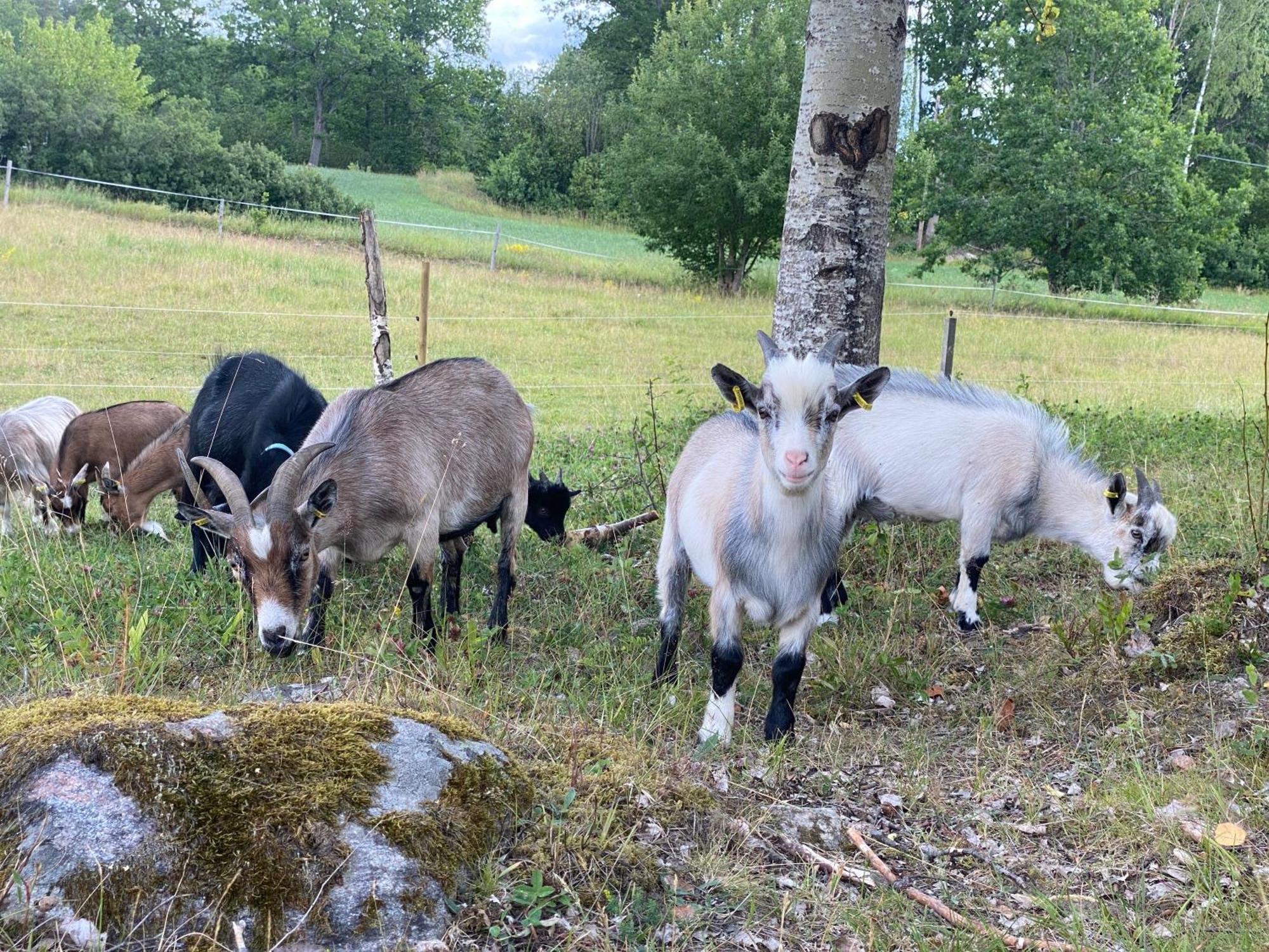 Affittacamere Haeradssaetter Gard 1 Valdemarsvik Esterno foto